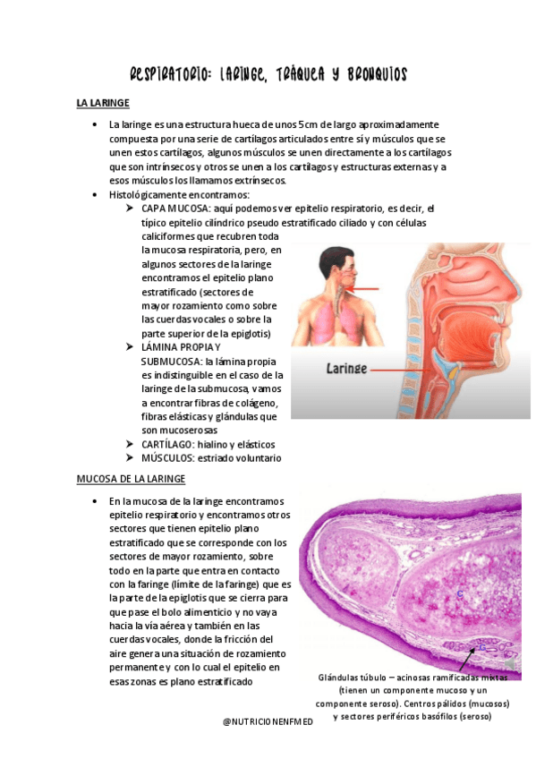 Miniatura del documento RESPIRATORIO-LARINGE-TRAQUEA-Y-BRONQUIOS.pdf