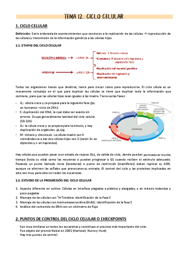 Miniatura del documento Tema-12-ciclo-celular.pdf