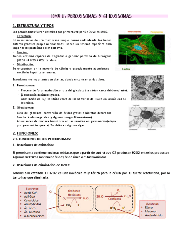 Miniatura del documento Tema-11-PEROXISOMAS-Y-GLIOXISOMAS.pdf