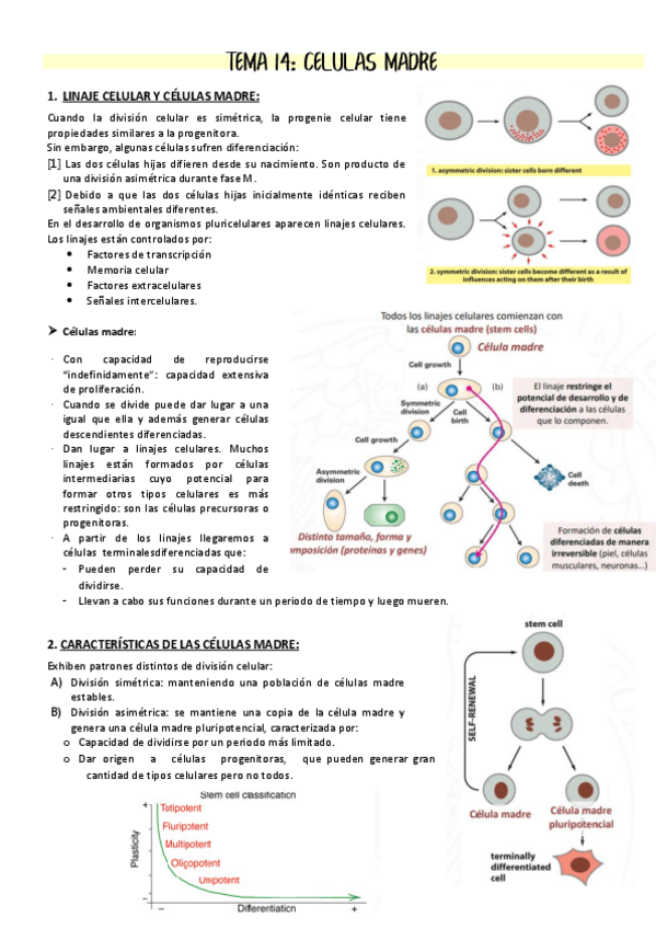 Miniatura del documento Tema-14-celulas-madre.pdf