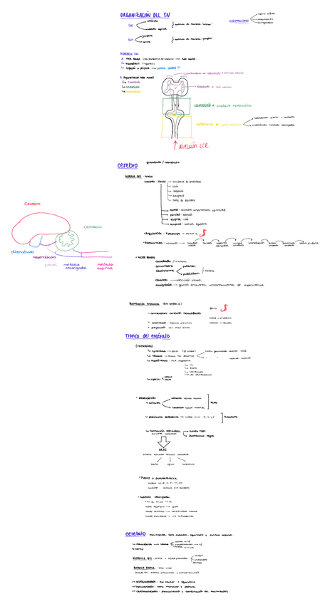 Miniatura del documento Resumen-encefalo-copia.pdf