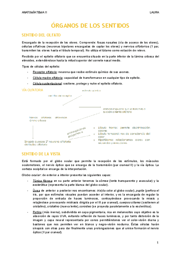 Miniatura del documento ORGANOS-DE-LOS-SENTIDOS-1.pdf