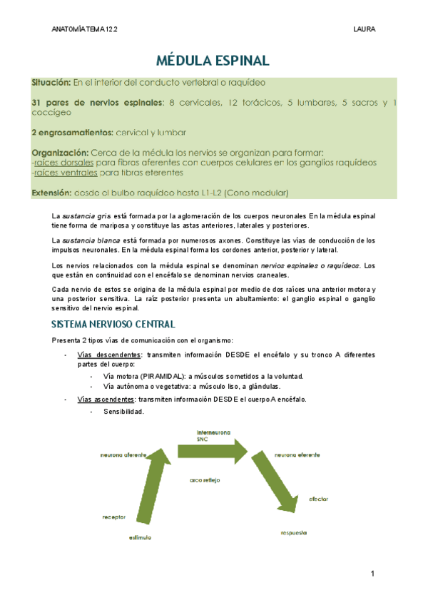Miniatura del documento MEDULA-ESPINAL.pdf