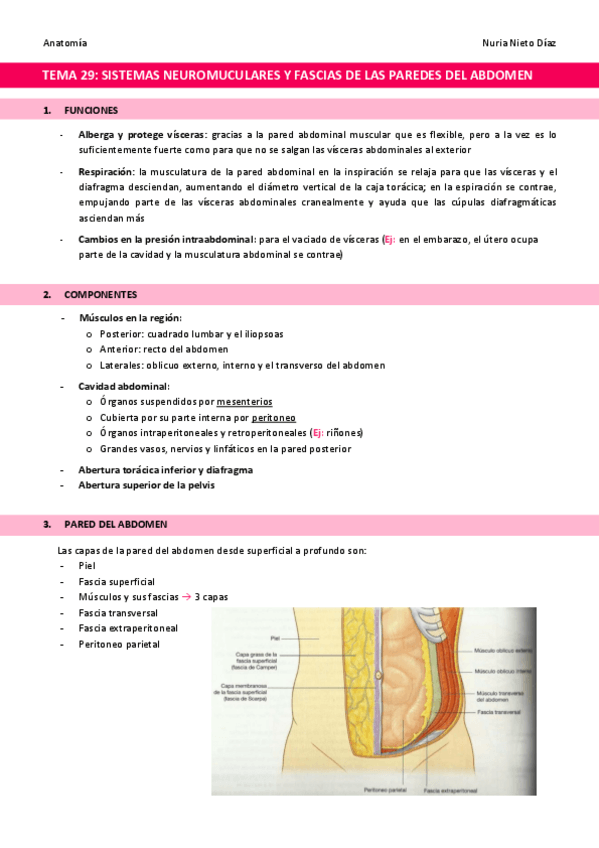 Miniatura del documento TEMA-29-Sistemas-neuromusculares-y-fascias-de-las-paredes-del-abdomen.pdf
