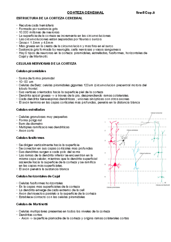 Miniatura del documento corteza-snell-8-.pdf