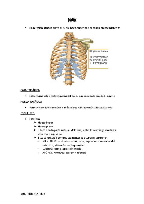 Miniatura del documento TORAX-Y-ABDOMEN.pdf