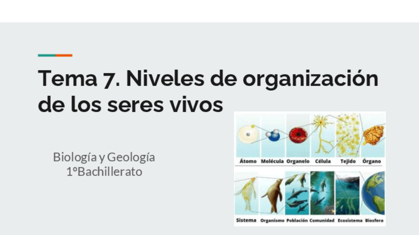 Miniatura del documento Niveles-de-organizacion-de-los-seres-vivos.pdf