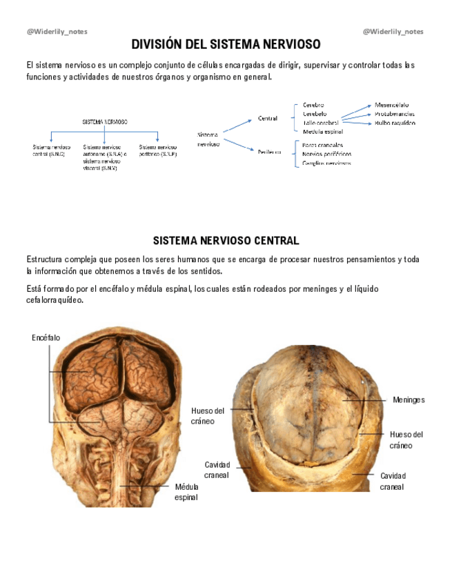 Miniatura del documento Division-del-sistema-nervioso.pdf