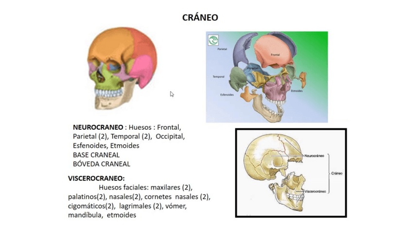 Miniatura del documento bloque-4-craneo-power-clase.pdf