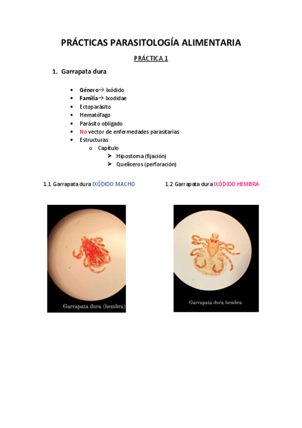 Miniatura del documento PRACTICA-PARASITOLOGIA-.pdf