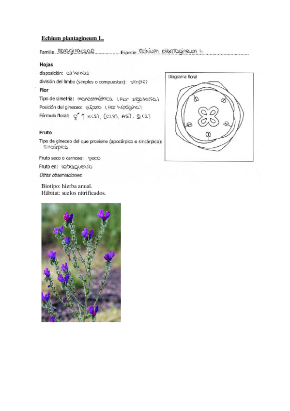 Miniatura del documento Fichas herbario.pdf