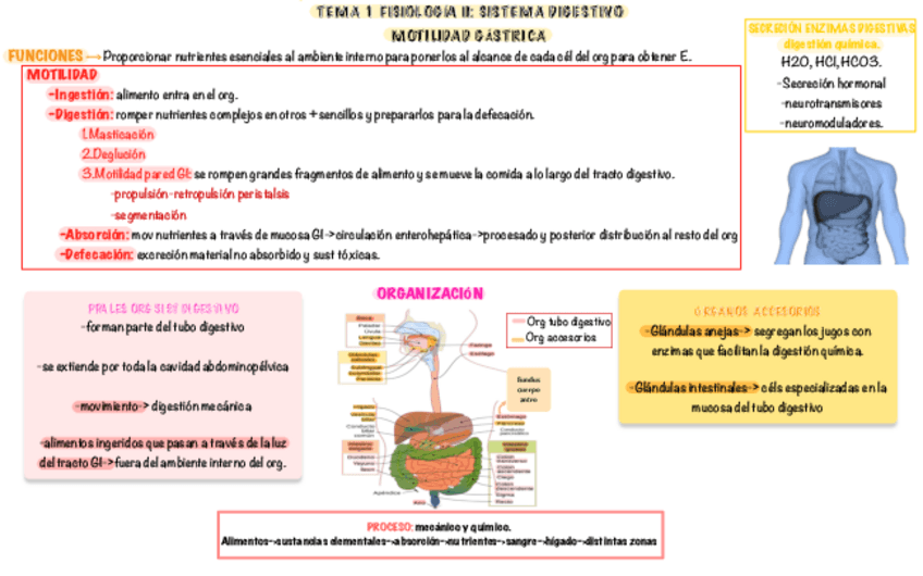 Miniatura del documento Fisiologia-II-1-PARCIAL.pdf