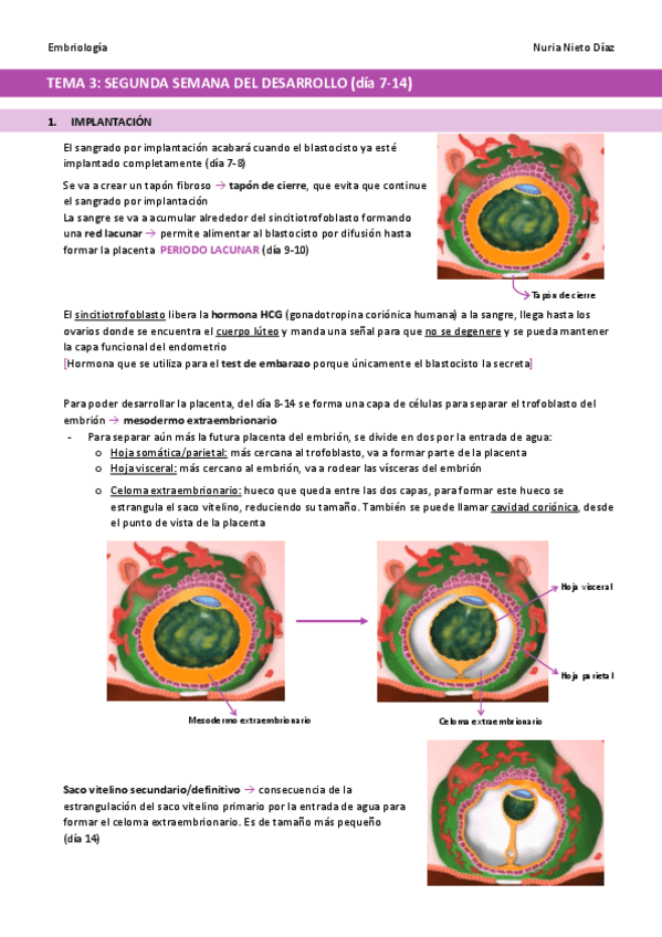 Miniatura del documento TEMA-3-Segunda-semana-del-desarrollo.pdf
