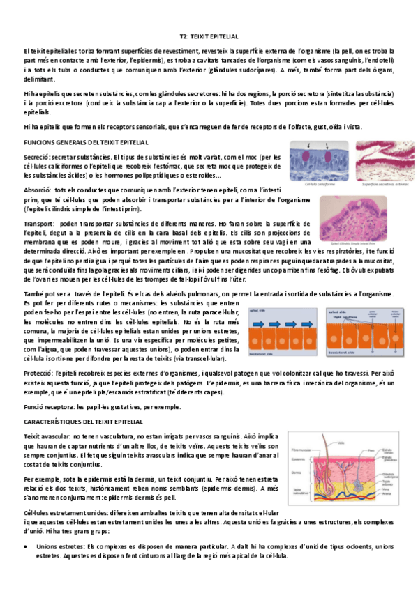 Miniatura del documento T2-Teixit-epitelial.pdf