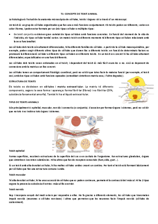 Miniatura del documento T1-Concepte-de-teixit-animal.pdf
