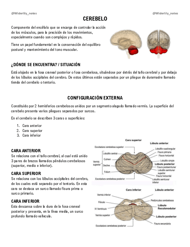 Miniatura del documento Cerebelo.pdf