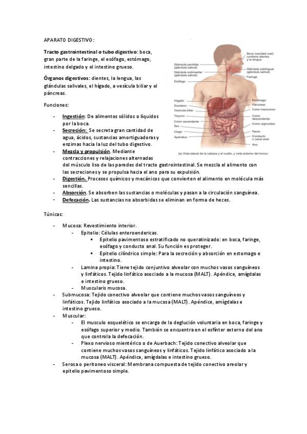 Miniatura del documento APARATO-DIGESTIVO-Y-ENDOCRINO.pdf
