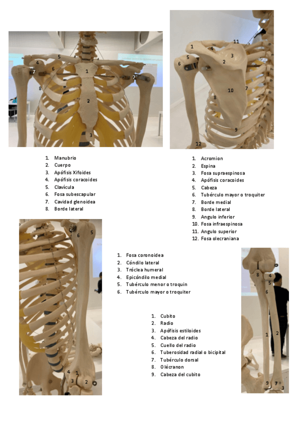 Miniatura del documento ESQUELETO-Y-MUSCUlOS-1.pdf