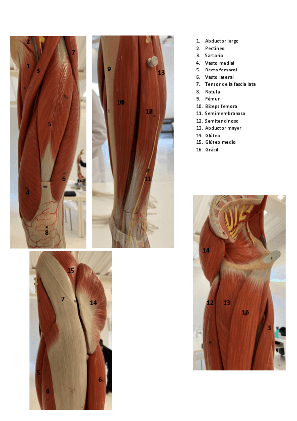 Miniatura del documento MUSCULOS-3.pdf