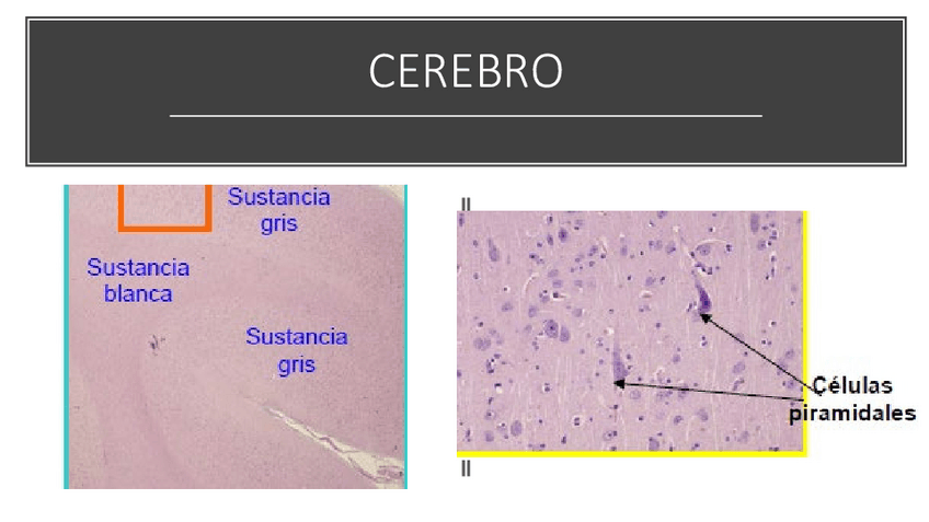 Miniatura del documento Examen-imagenes-2-parcial.pdf