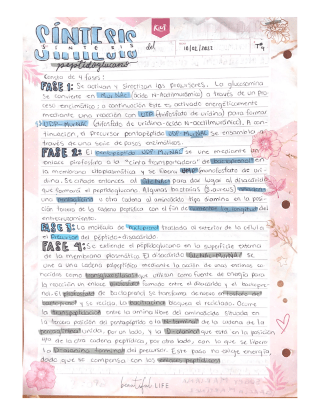 Miniatura del documento 04-Biosintesis-del-peptidoglucano.pdf