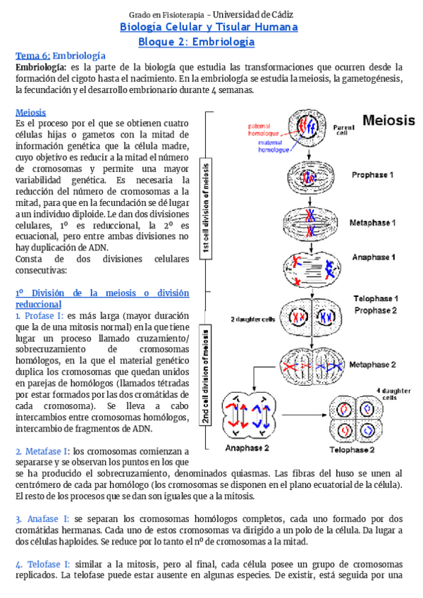Miniatura del documento Embriologia