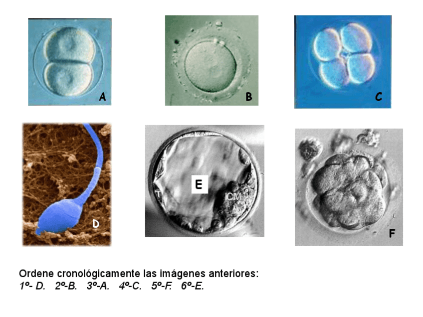 Miniatura del documento 3o-Seminario-Embriologia