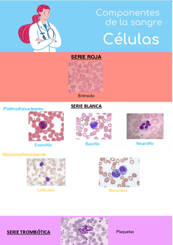Miniatura del documento Celulas-Sanguineas.pdf