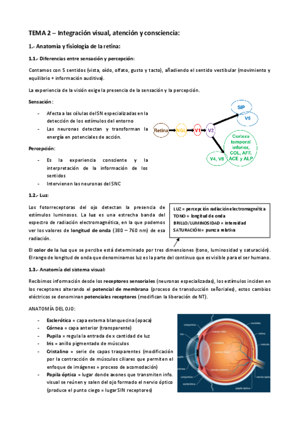 Miniatura del documento TEMA-2-Integracion-visual-atencion-y-consciencia-.pdf