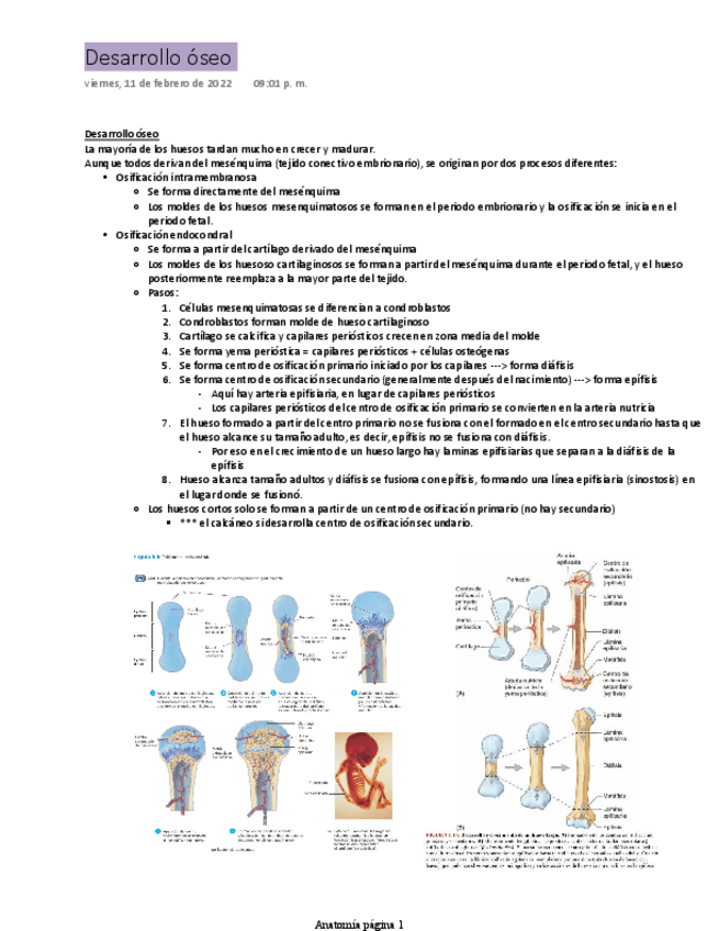Miniatura del documento Desarrollo-oseo.pdf