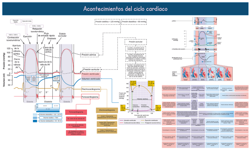 Miniatura del documento Ciclo-cardiaco.pdf