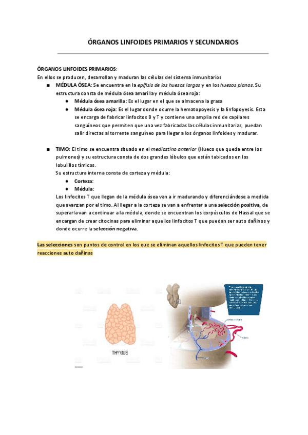 Miniatura del documento ORGANOS-LINFOIDES.pdf