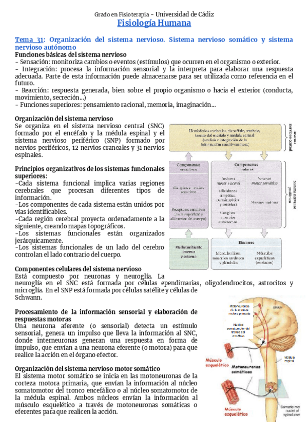 Miniatura del documento Bloque-9-Sistema-nervioso