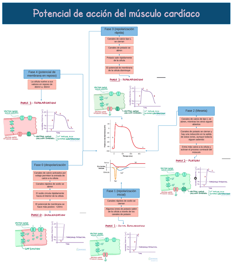 Miniatura del documento Potencial-de-accion-del-musculo-cardiaco.pdf