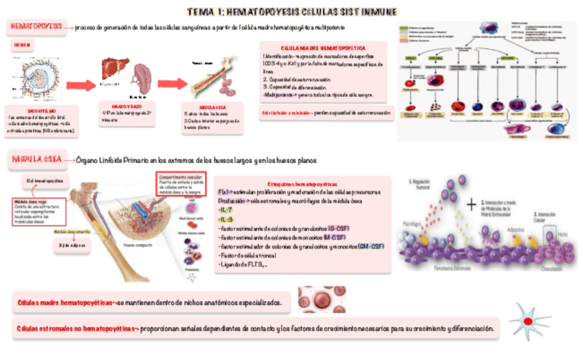Miniatura del documento Apuntes-1-Parcial-Inmunologia.pdf