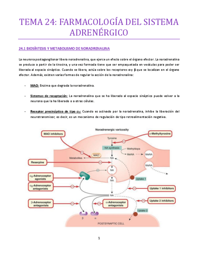 Miniatura del documento Tema-24-bueno.pdf