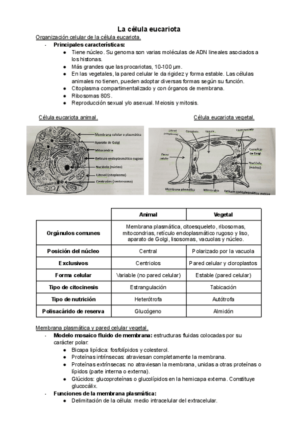 Miniatura del documento Tema-8-La-celula-eucariota.pdf
