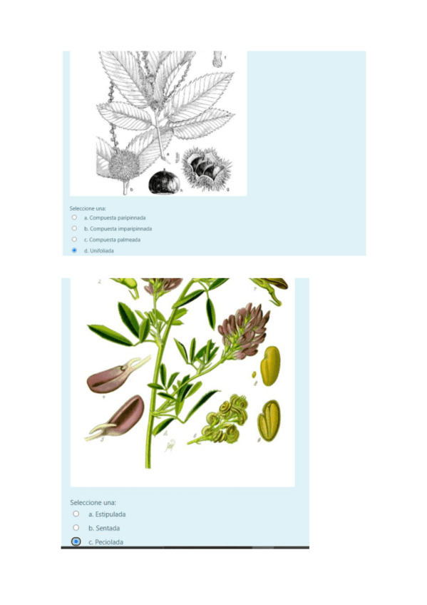 Miniatura del documento test-botanica.pdf