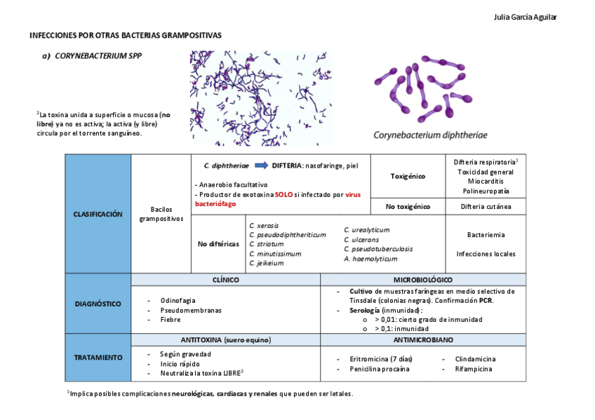 Miniatura del documento Infecciones-por-otras-bacterias-gram-positivas.pdf
