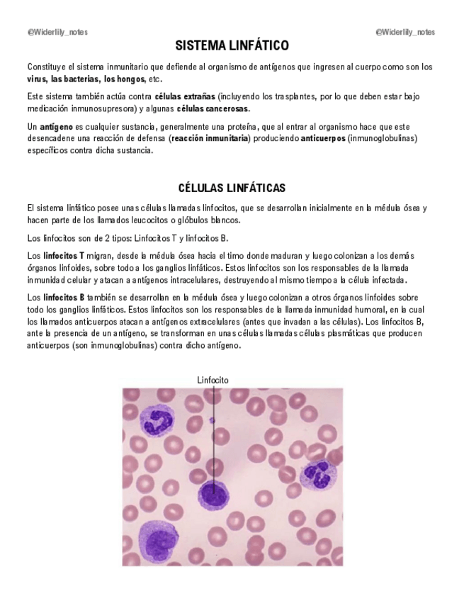 Miniatura del documento Sistema-linfatico.pdf