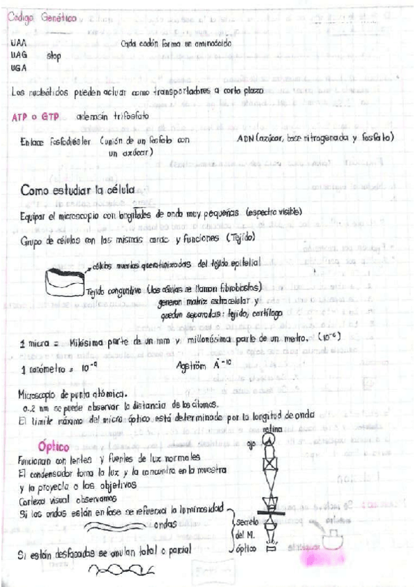 Miniatura del documento Estudio-de-la-celula.pdf