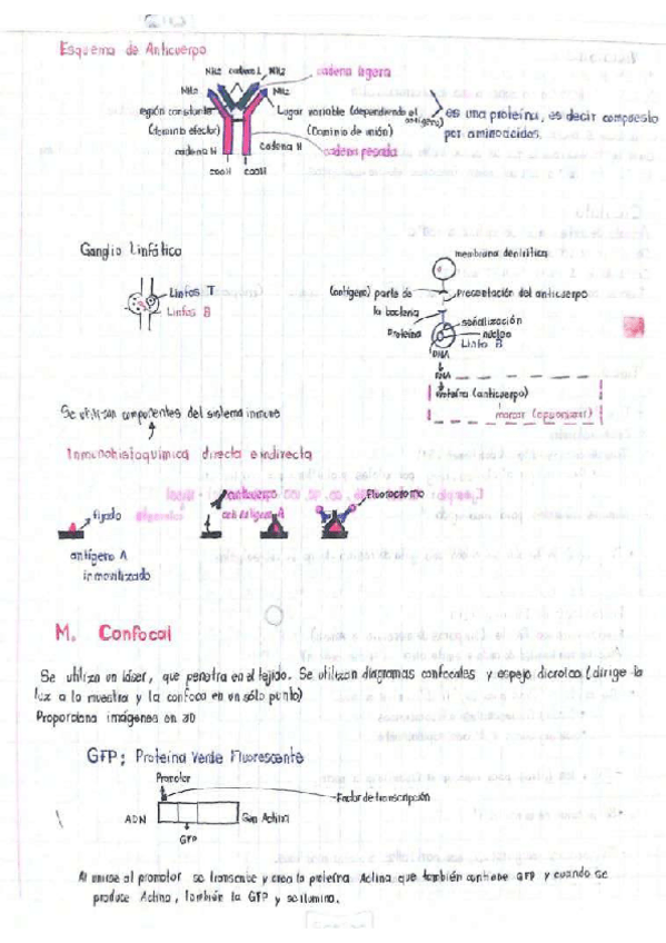 Miniatura del documento Microscopios.pdf