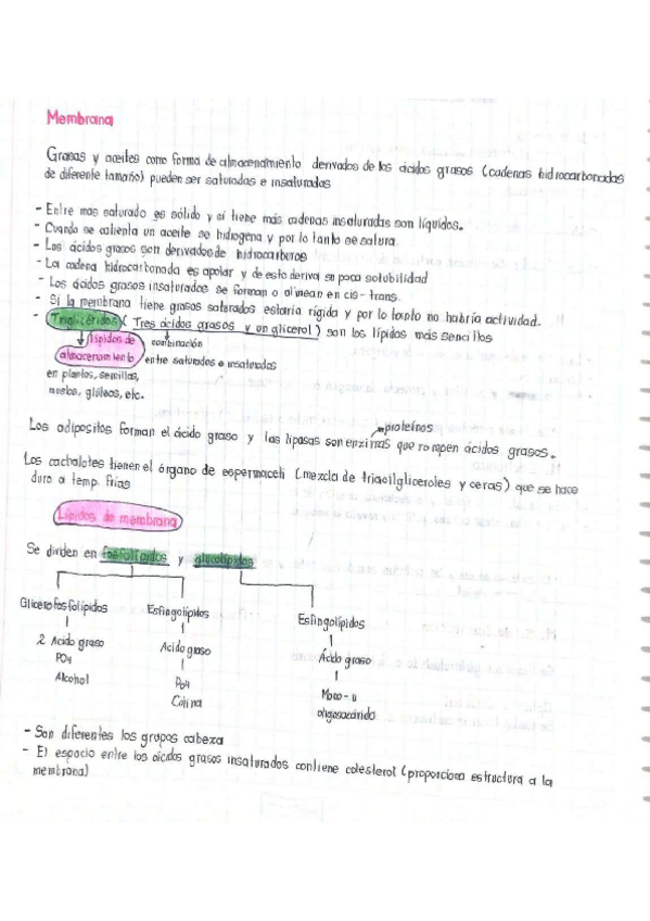 Miniatura del documento Membrana.pdf