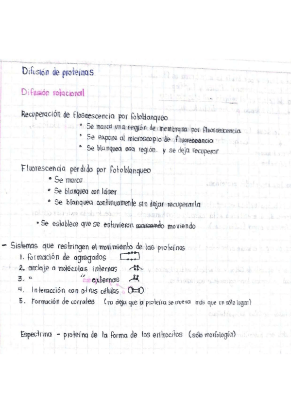 Miniatura del documento Difusion-de-proteinas.pdf
