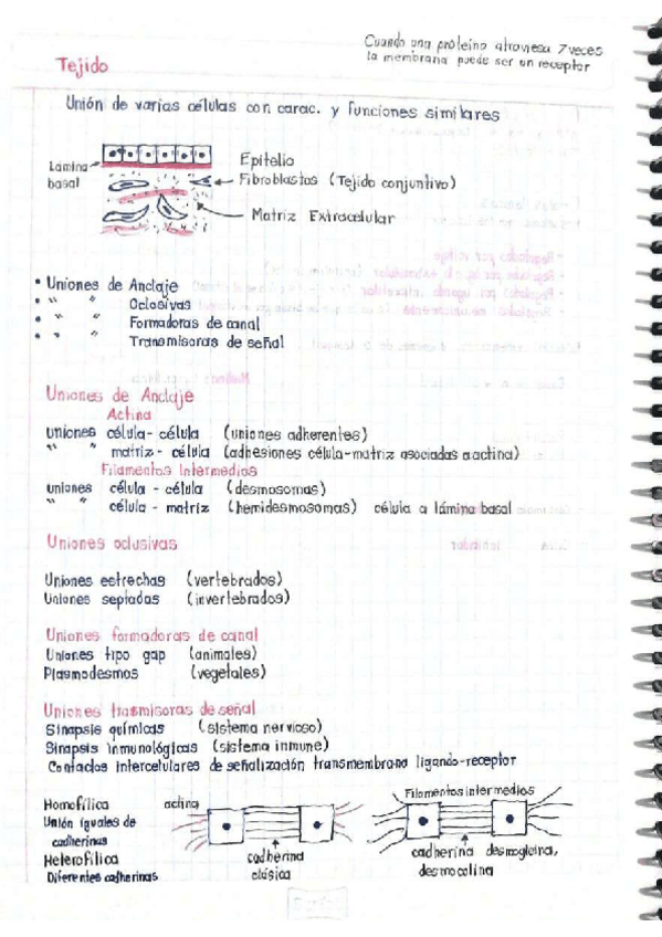 Miniatura del documento Tejido.pdf