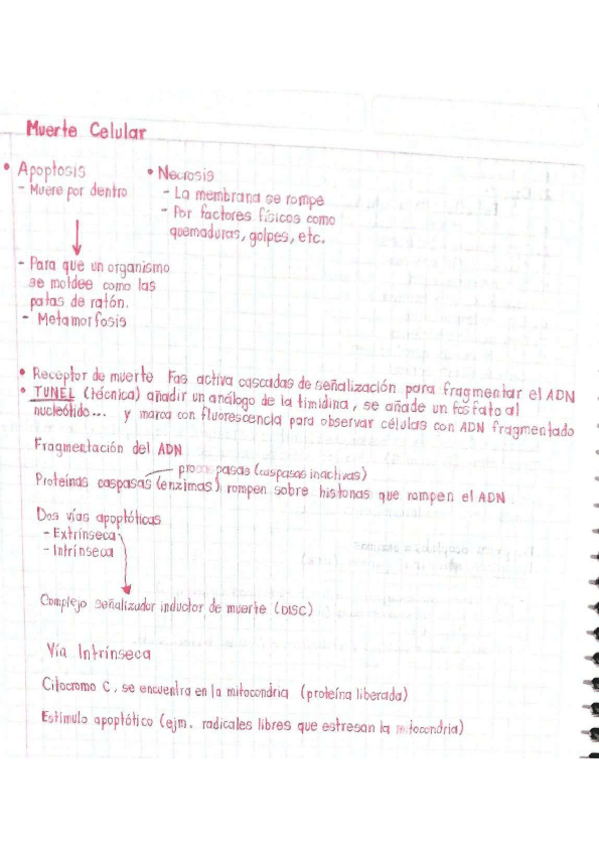 Miniatura del documento Muerte-celular.pdf