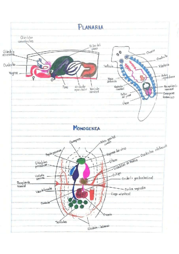 Miniatura del documento Esquema-planaria-monogenea.pdf