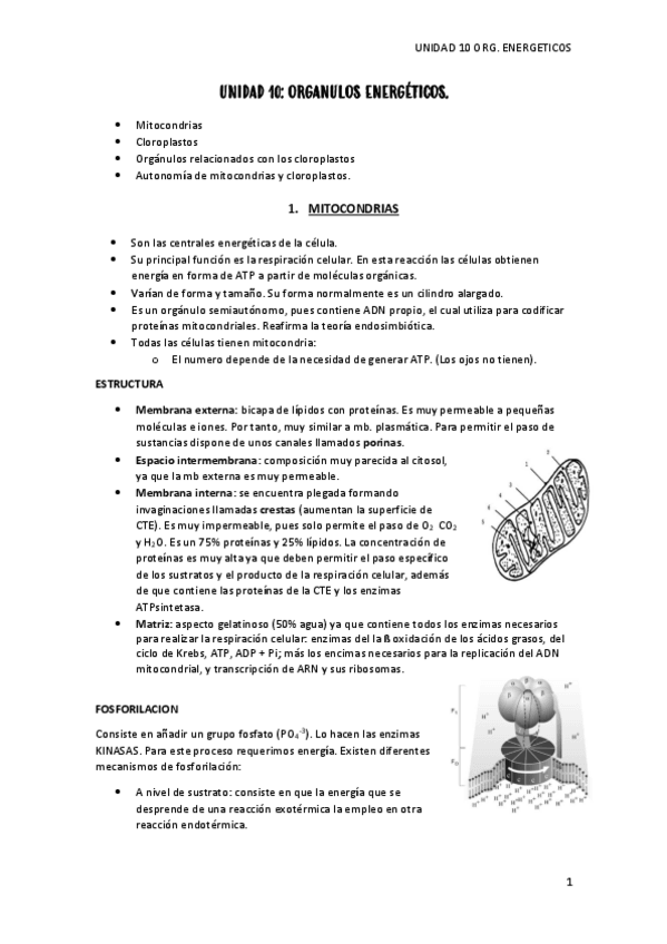 Miniatura del documento tema-10-org.pdf