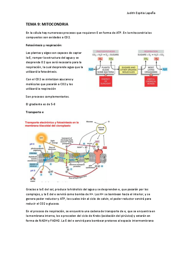 Miniatura del documento TEMA-9.pdf