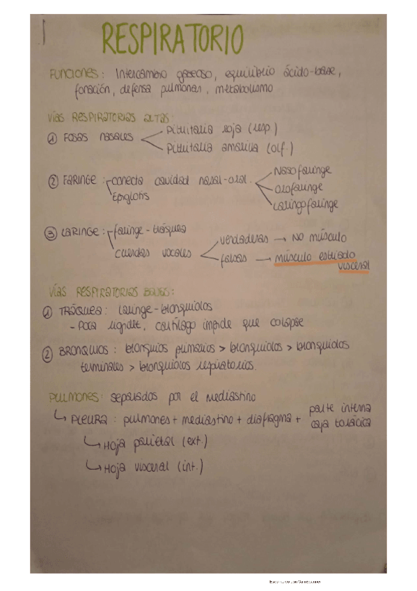 Miniatura del documento TEMA-3-RESPIRATORIO.pdf